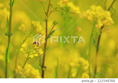 菜の花畑で蜜を集めるミツバチ 122548760