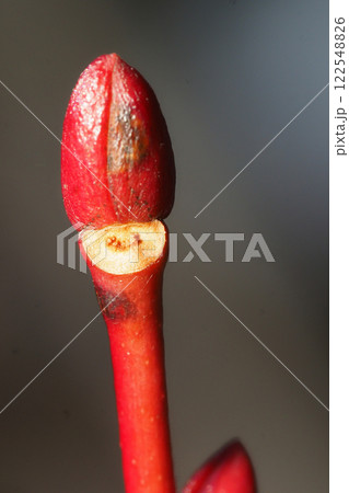 ネジキの葉痕と冬芽 ネジキの葉痕と冬芽 122548826