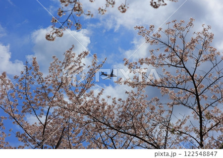 青空に映える満開の桜 122548847
