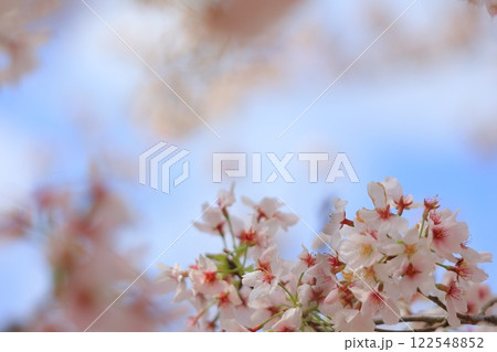 青空に映える満開の桜 122548852
