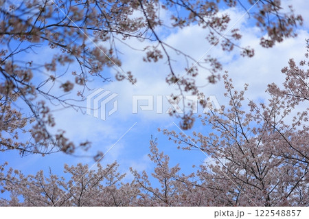 青空に映える満開の桜 青空に映える満開の桜 122548857