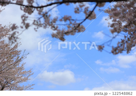 青空に映える満開の桜 青空に映える満開の桜 122548862
