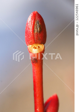 ネジキの葉痕と冬芽 122548961
