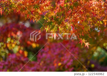 木漏れ日浴びて輝くカラフルなモミジの紅葉情景 122548962