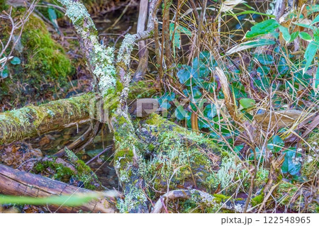隠れるようにして餌を探して食べるミソサザイ 122548965