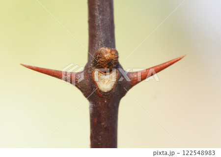 サンショウの葉痕と冬芽 122548983