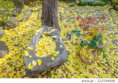 イチョウの葉が散り積もる庭園 イチョウの葉が散り積もる庭園 122549086