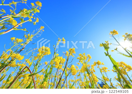 青空に向かって咲く菜の花 122549105