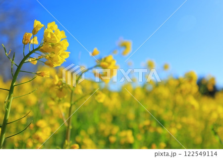 青空に向かって咲く菜の花 青空に向かって咲く菜の花 122549114