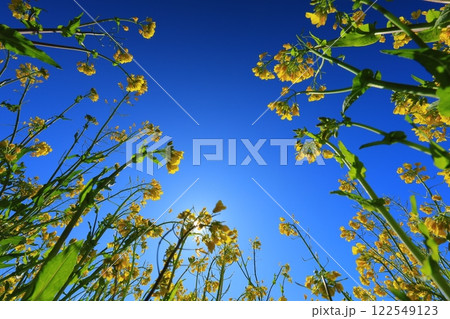 青空に向かって咲く菜の花 122549123