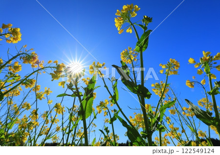 青空に向かって咲く菜の花 122549124