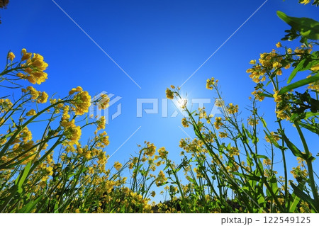 青空に向かって咲く菜の花 122549125