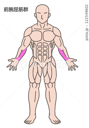 前腕屈筋群、人体の筋肉図 122549602