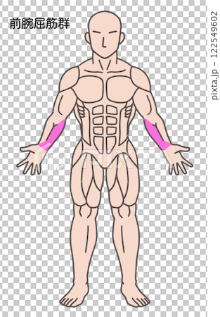 前腕屈筋群、人体の筋肉図 122549602