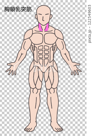胸鎖乳突肌,人體肌肉圖 胸鎖乳突肌,人體肌肉圖 122549603