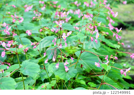 シユウカイドウの花 122549991