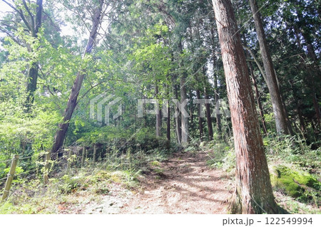 夏の登山道 夏の登山道 122549994