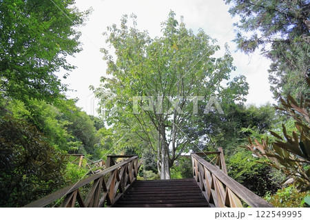 大木　朴ノ木 122549995