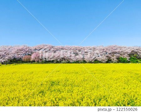 権現堂桜堤 122550026