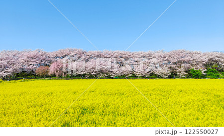 権現堂桜堤 権現堂桜堤 122550027