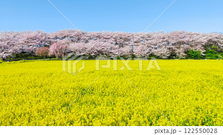 権現堂桜堤 権現堂桜堤 122550028