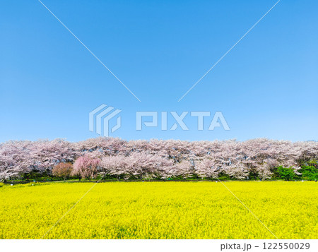 権現堂桜堤 122550029