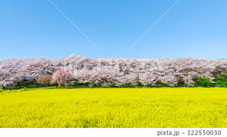権現堂桜堤 122550030