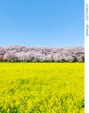 権現堂桜堤 122550033