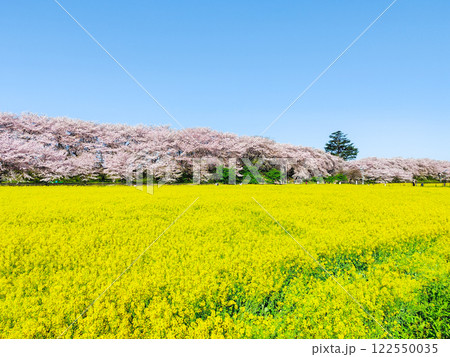権現堂桜堤 権現堂桜堤 122550035