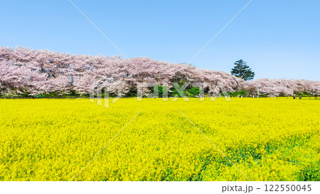 権現堂桜堤 権現堂桜堤 122550045
