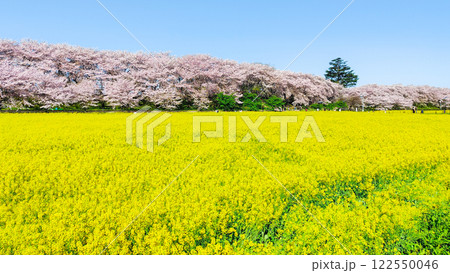 権現堂桜堤 権現堂桜堤 122550046