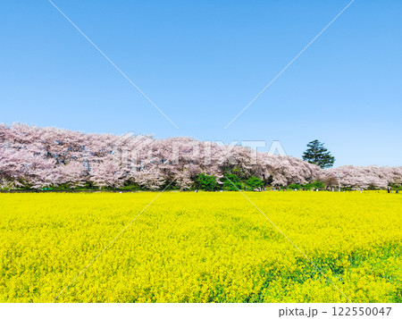 権現堂桜堤 権現堂桜堤 122550047