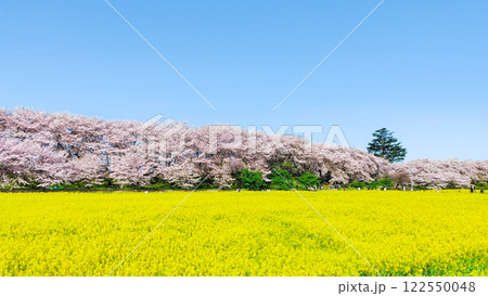 権現堂桜堤 122550048