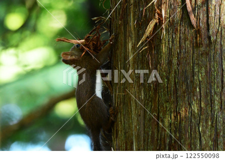 杉の皮をはぐエゾリス 杉の皮をはぐエゾリス 122550098