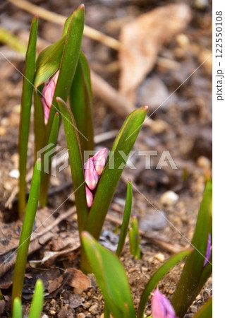 ピンクのチオノドクサのつぼみ 122550108