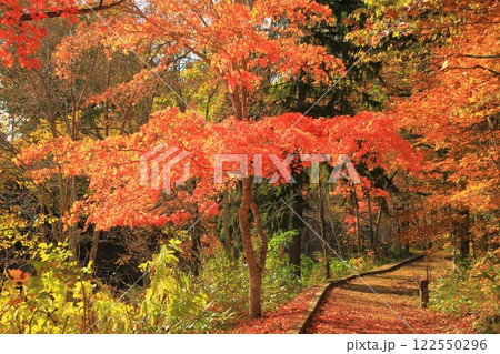 滝上町の錦仙峡の紅葉 滝上町の錦仙峡の紅葉 122550296