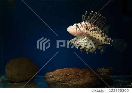 ミノカサゴ　オニオコゼ　カサゴ　Lionfish　泳ぐミノカサゴ　毒魚　虎魚　鬼虎魚　遊離軟条　 122550300