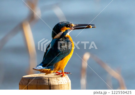 埼玉県川越市池辺　川越水上公園　修景池（ボート池）の水辺にとまりエサの小魚をくわえるカワセミ 122550425
