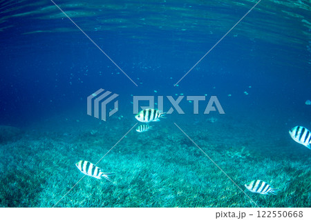 ロクセンスズメダイの群れ 小笠原 ロクセンスズメダイの群れ 小笠原 122550668