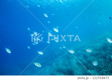 ロクセンスズメダイの群れ 小笠原 ロクセンスズメダイの群れ 小笠原 122550673