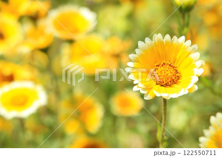 ツマジロヒナギクの花 122550711