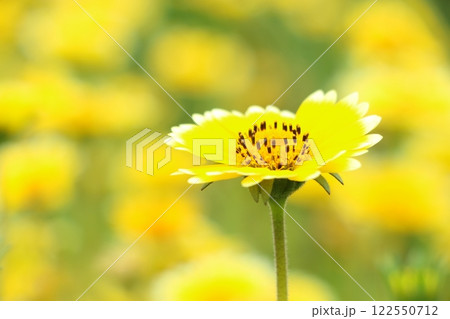 満開のツマジロヒナギクの花 122550712