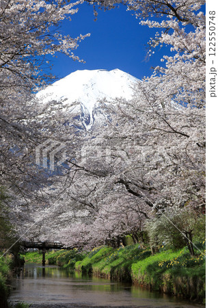 忍野八海散策路 新名庄川の満開桜と富士山 忍野八海散策路 新名庄川の満開桜と富士山 122550748