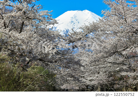 忍野八海散策路 新名庄川の満開桜と富士山 忍野八海散策路 新名庄川の満開桜と富士山 122550752