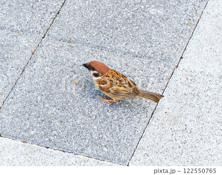 Cute Sparrow on the road 122550765