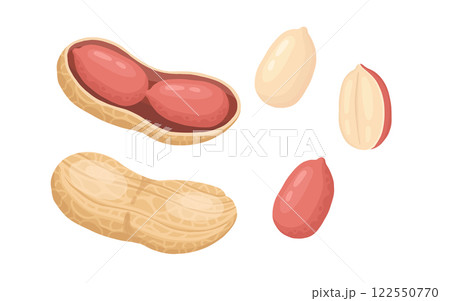 Cartoon peanuts. Delicious tasty peanuts snack, raw peanut in shell flat vector illustration. Crunchy peanuts nuts on white 122550770