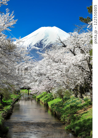 忍野八海散策路　新名庄川の満開桜と富士山　 122550805