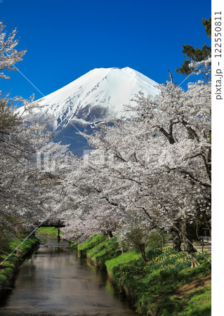 忍野八海散策路 新名庄川の満開桜と富士山 忍野八海散策路 新名庄川の満開桜と富士山 122550811