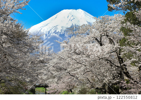 忍野八海散策路　新名庄川の満開桜と富士山　 122550812