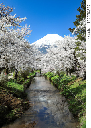 忍野八海散策路 新名庄川の満開桜と富士山 忍野八海散策路 新名庄川の満開桜と富士山 122550837